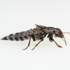 Ontholestes tessellatus