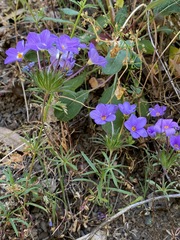 Leptosiphon androsaceus