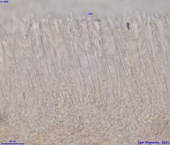 Moellerodiscus capillipes