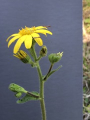 Arnica acaulis
