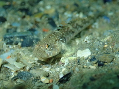 Pomatoschistus pictus