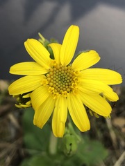 Arnica acaulis