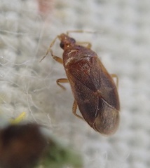 Cardiastethus fasciiventris