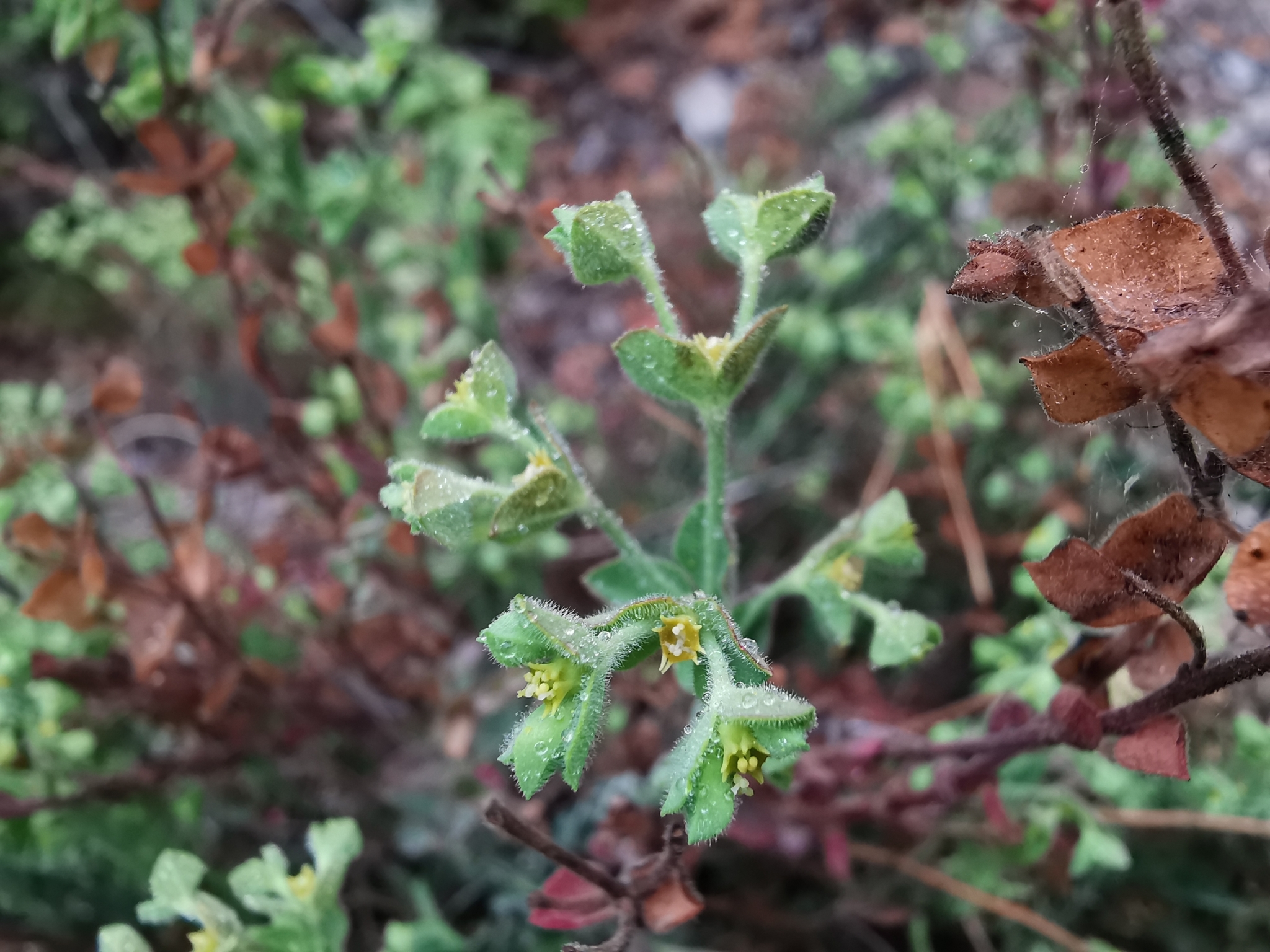 Euphorbia mcvaughiana
