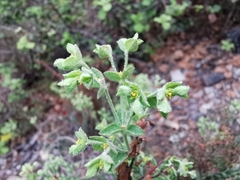 Euphorbia mcvaughiana