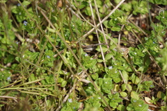 Veronica arvensis