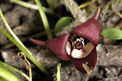 Asarum canadense reflexum