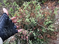 Euphorbia mcvaughiana