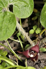 Asarum canadense reflexum