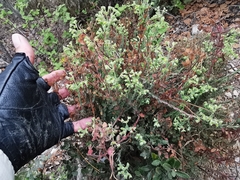 Euphorbia mcvaughiana