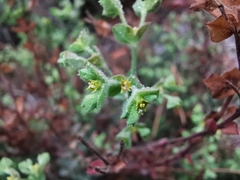 Euphorbia mcvaughiana