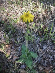 Arnica acaulis