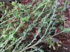 Euphorbia mcvaughiana