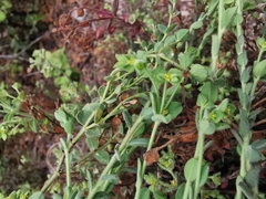 Euphorbia mcvaughiana