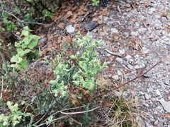 Euphorbia mcvaughiana