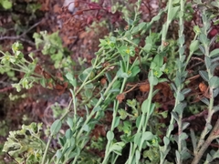Euphorbia mcvaughiana