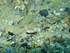 Pomatoschistus pictus