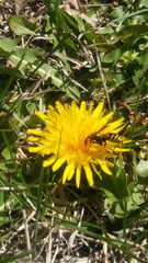 Polistes dominula