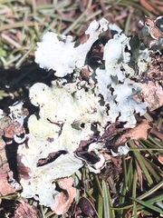 Cetrelia cetrarioides