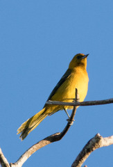 Icterus mesomelas
