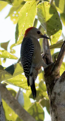 Melanerpes pygmaeus