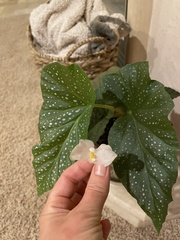 Begonia lucerna