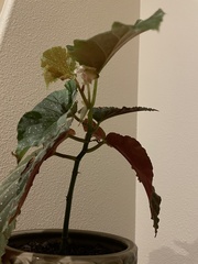 Begonia lucerna