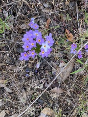 Leptosiphon androsaceus