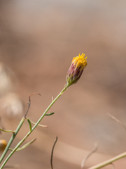 Erigeron reductus angustatus
