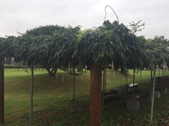 Wisteria floribunda