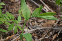 Polygonatum biflorum