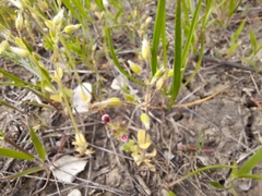 Cerastium semidecandrum