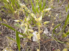 Cerastium semidecandrum