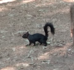 Sciurus aureogaster