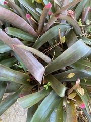 Neoregelia