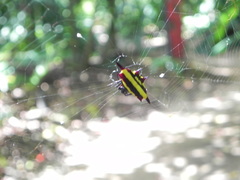 Gasteracantha fornicata