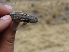 Sceloporus bicanthalis