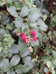 Rubus sellowii