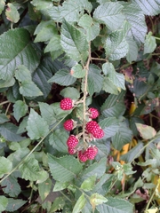 Rubus sellowii