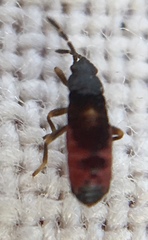 Ischnodemus sabuleti