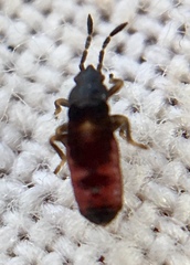 Ischnodemus sabuleti