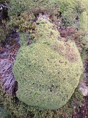 Bolax gummifera