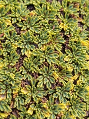 Bolax gummifera