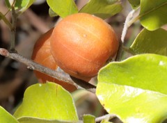 Petalostigma pubescens