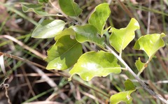 Petalostigma pubescens