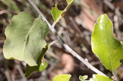 Petalostigma pubescens