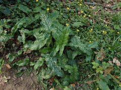 Arum italicum italicum