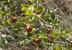 Petalostigma pubescens