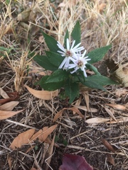 Symphyotrichum
