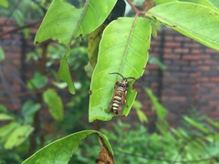 Pennisetia pectinata